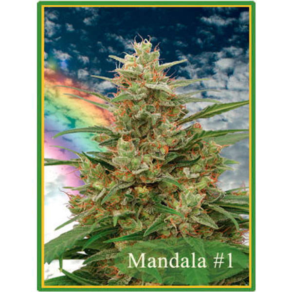semilla Mandala #1 de Mandala Seeds para cultivo regular