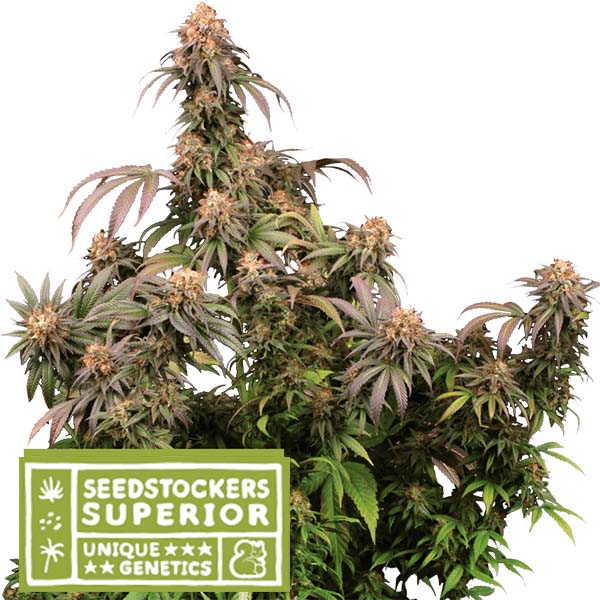 semilla feminizada Mandarin Panties de Seedstockers para cultivo