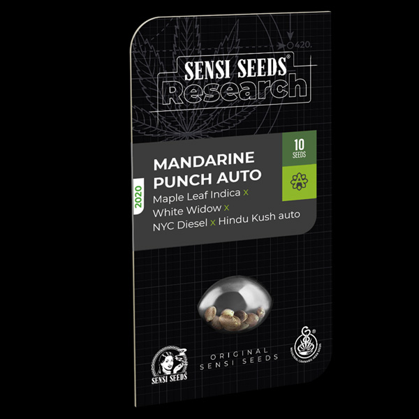 Mandarin Punch Sensi Seeds Research