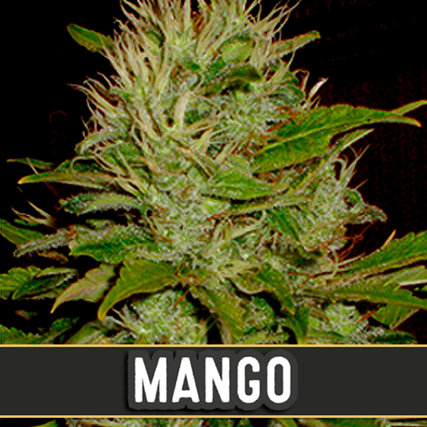 semillas feminizadas Mango de Blimburn Seeds para cultivo