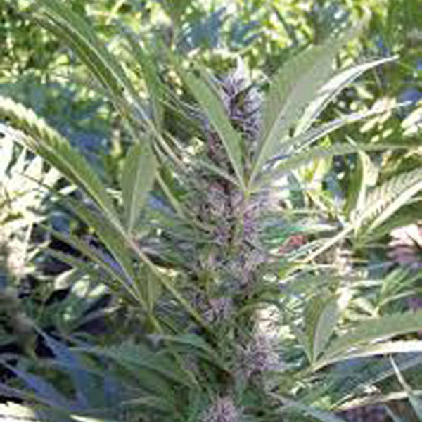 Semillas feminizadas Mango de K.C. Brains para cultivo de cannabis