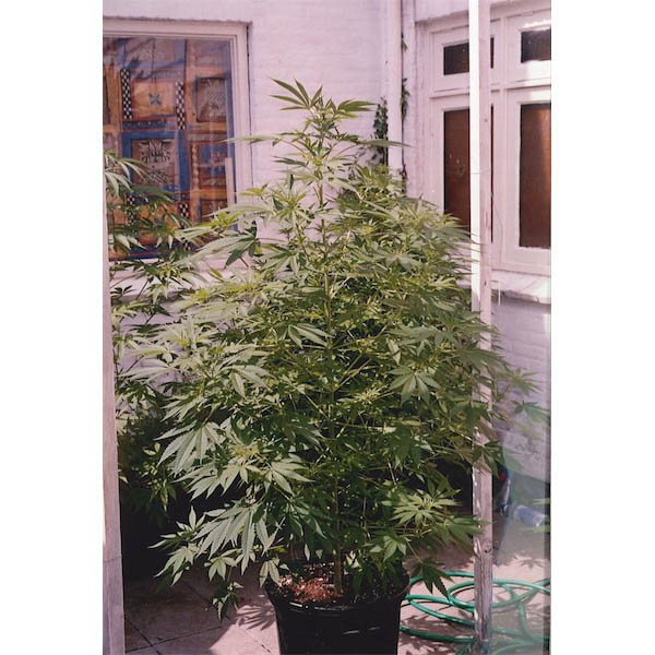 Semillas regulares de Mango de K.C. Brains para cultivo