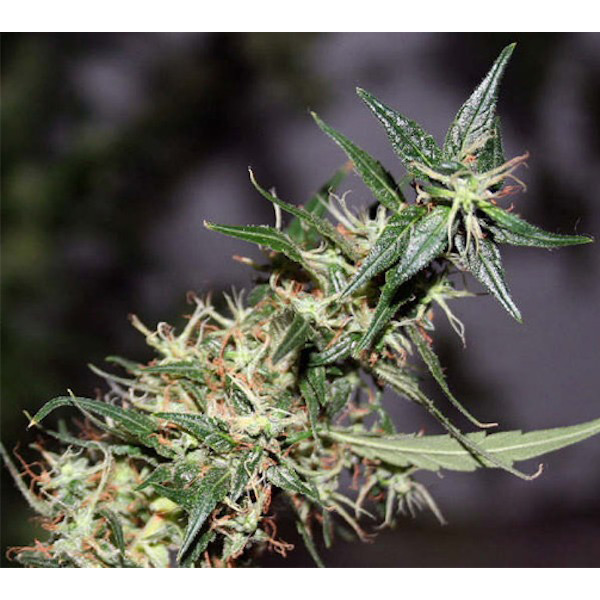 semillas regulares Mango Haze de Mr. Nice para cultivo