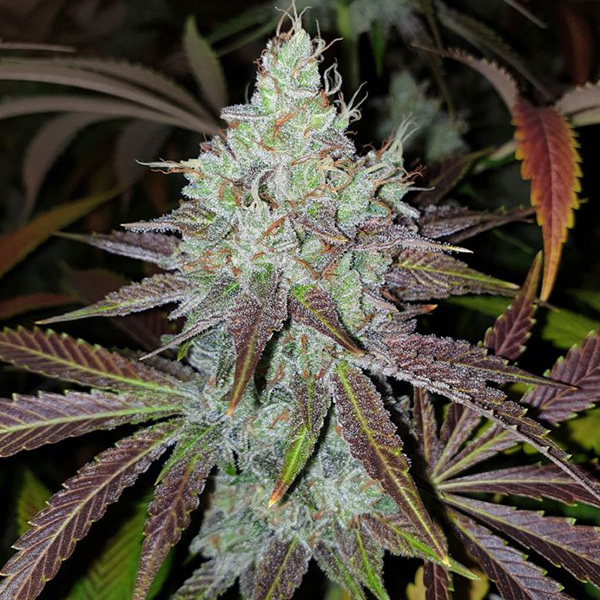 semillas feminizadas Mango Lassi de Karma Genetics