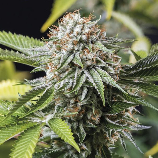 Tres semillas Mango Sapphire de Humboldt Seed Organization para cultivo