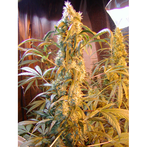 Semillas regulares Mango Widow de Mr. Nice para cultivo
