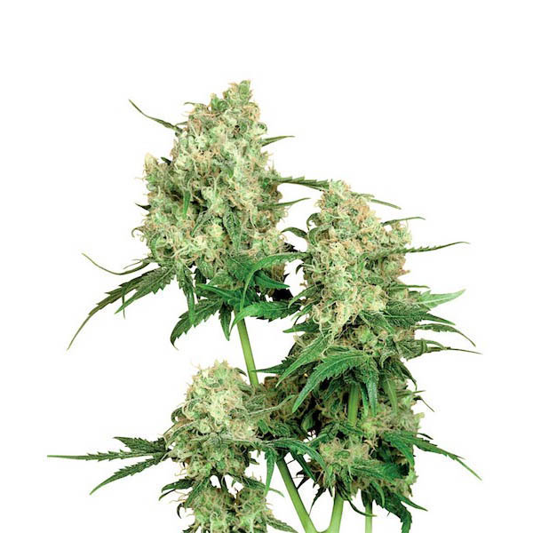 Semillas regulares Maple Leaf Indica de Sensi Seeds Bank para cultivo