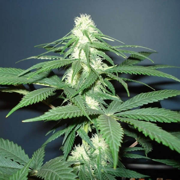 semillas regulares Master Kush de Nirvana Seeds para cultivo de cannabis