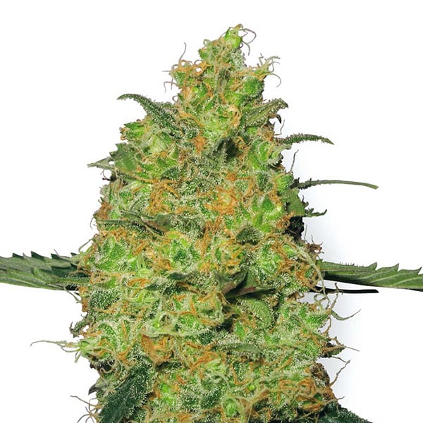 Tres semillas feminizadas Master Kush de White Label para cultivo de cannabis