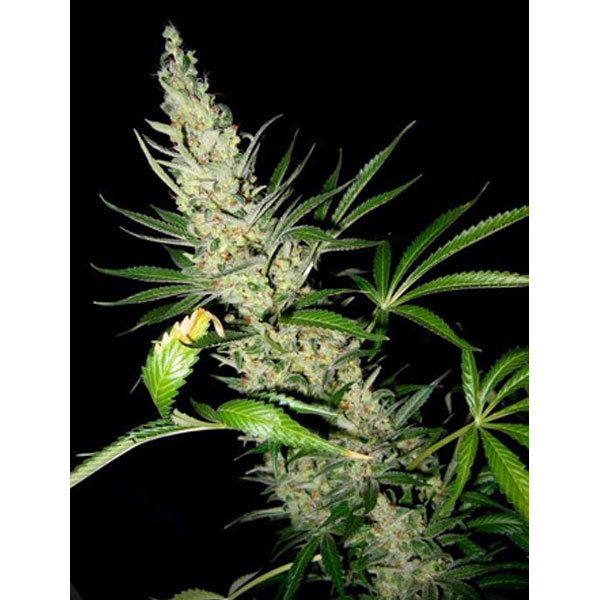 Master Kush x Skunk regulares Mr. Nice