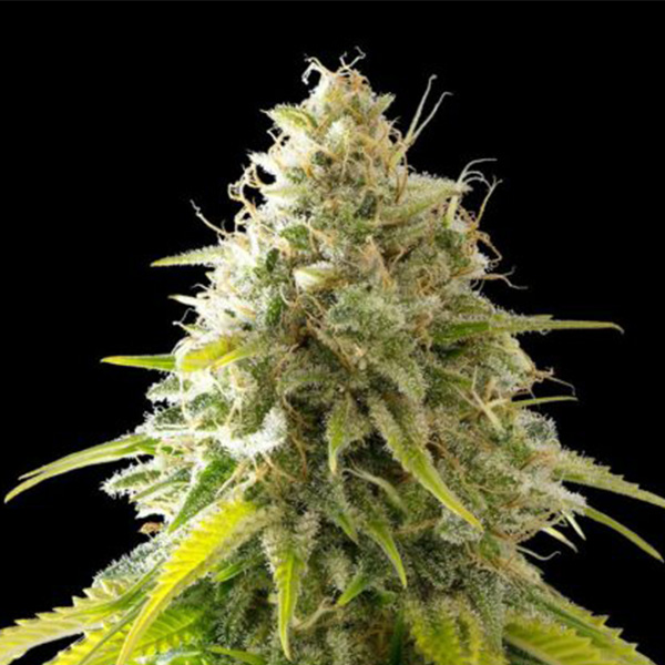 semillas feminizadas Mataro Blue de Kannabia Seeds para cultivo de cannabis