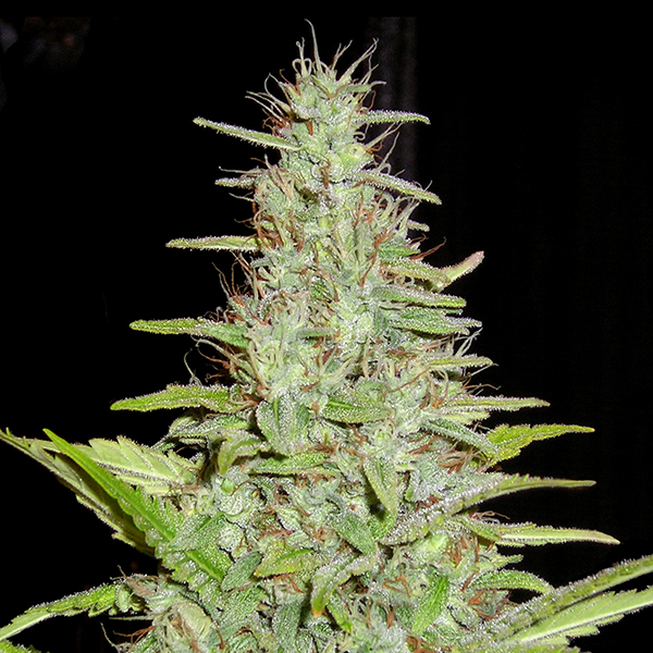 Semillas feminizadas Matawidow de Quercus Seeds para cultivo