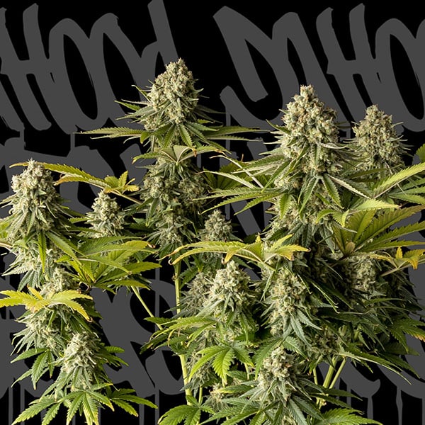 planta de cannabis McFly 1 unidad feminizada DaHood Urban Seeds