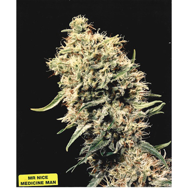 semillas regulares Medicine Man de Mr. Nice para cultivo