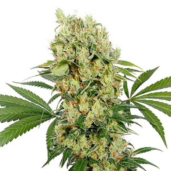Blíster de 10 semillas feminizadas Medikit CBD de Buddha Seeds