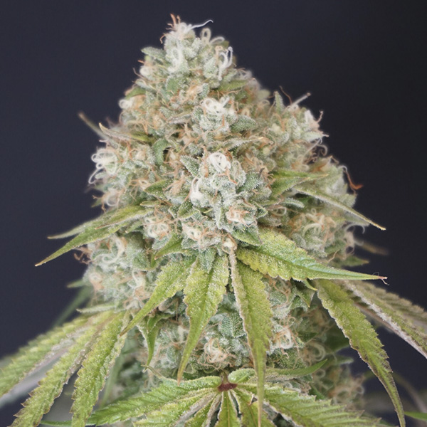 semillas feminizadas MeloRado de Karma Genetics para cultivo