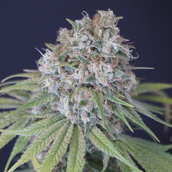 semillas feminizadas Melon Cheddar de Karma Genetics
