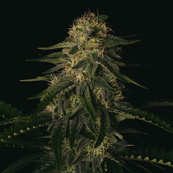 Semillas feminizadas Melon Gum de Pure Instinto para cultivo de cannabis