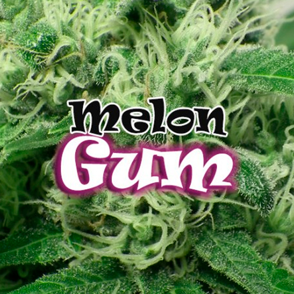 Semillas feminizadas Melon Gum de Dr Underground para cultivo