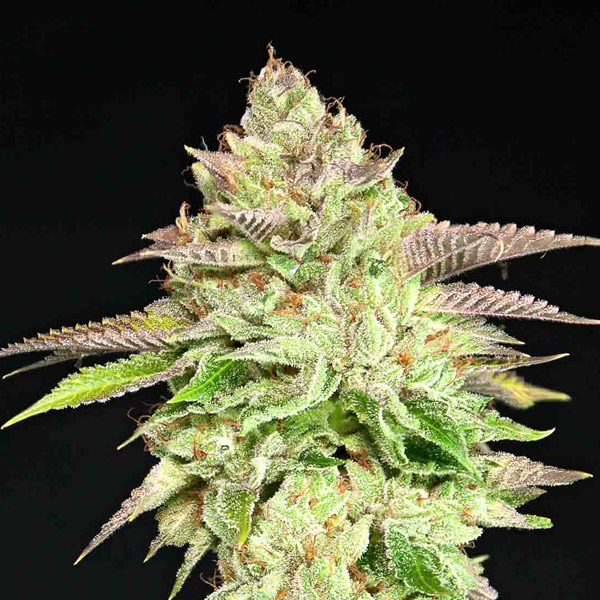 semillas feminizadas Melon Madness de Grateful Seeds para cultivo