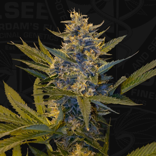 semillas feminizadas Melonsicle de T.H. Seeds para cultivo