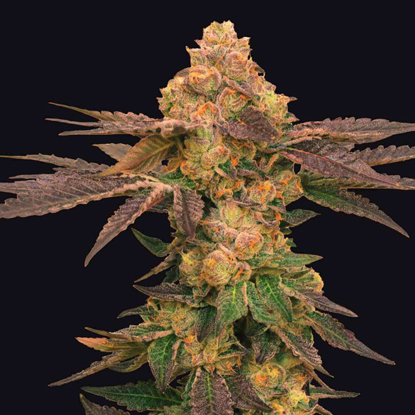 Semillas feminizadas Melted Rainbow 5 unidades de Grateful Seeds para cultivo