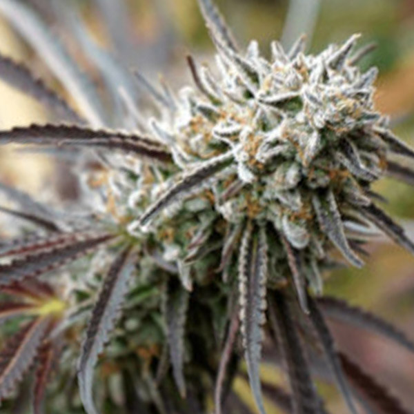 Mendo Gaspack Humboldt Seed Organization