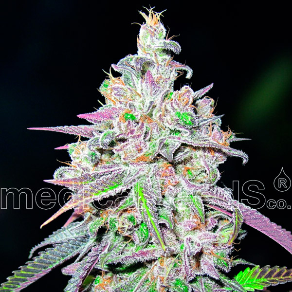 Mendocino Chanel Kush feminizadas Medical seeds