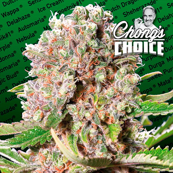 Semillas feminizadas Mendocino Skunk de Paradise Seeds para cultivo
