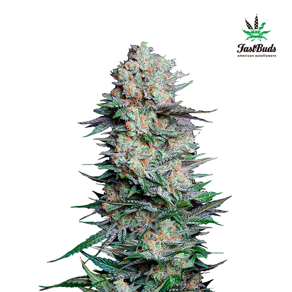 Semilla feminizada Mexican Airlines Auto de FastBuds para cultivo rápido