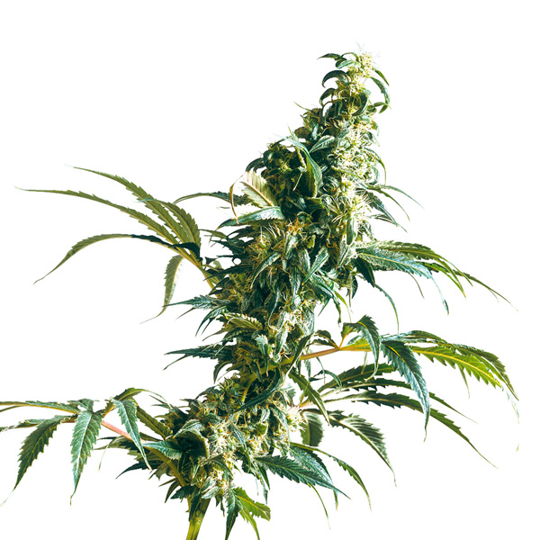 Semillas feminizadas Mexican Sativa de Sensi Seeds para cultivo