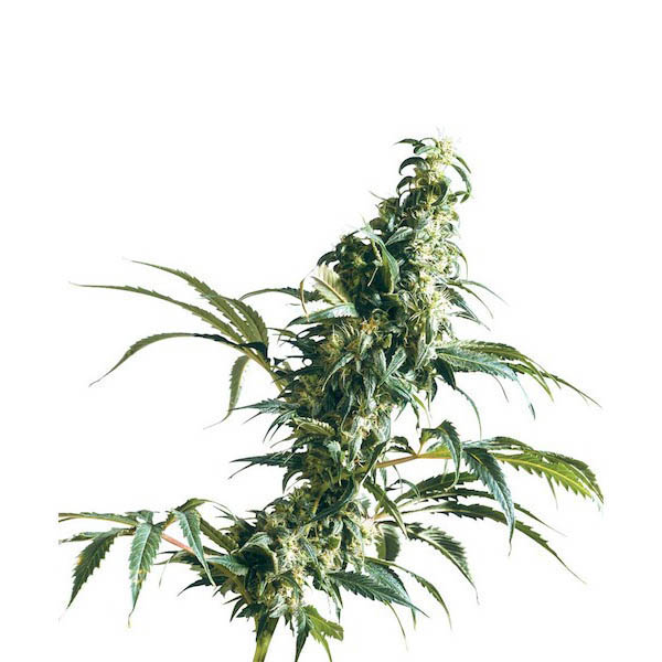 semillas Mexican Sativa regular de Sensi Seeds Bank para cultivo
