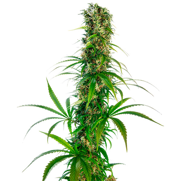 semilla regular Michka de Sensi Seeds Bank para cultivo