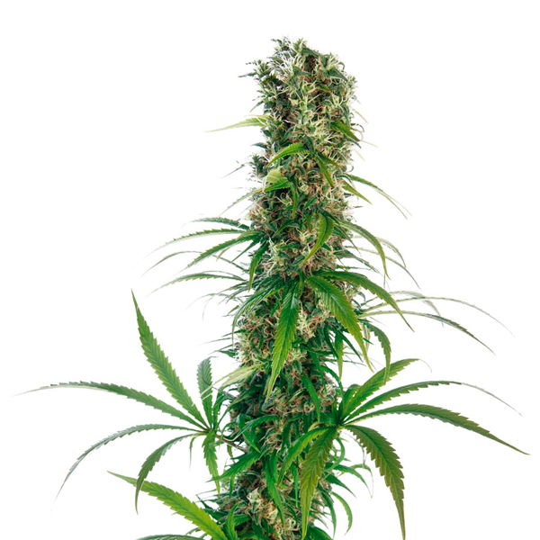 Semillas feminizadas Michka-3 de Sensi Seeds para cultivo de cannabis