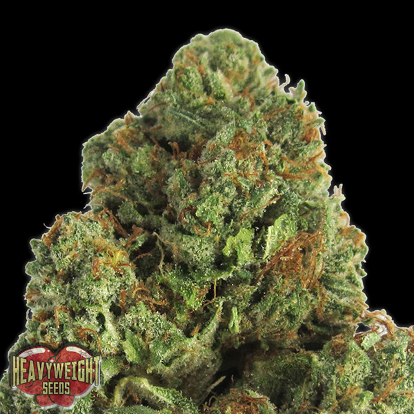 Semillas feminizadas Midnight 3U para cultivo de cannabis