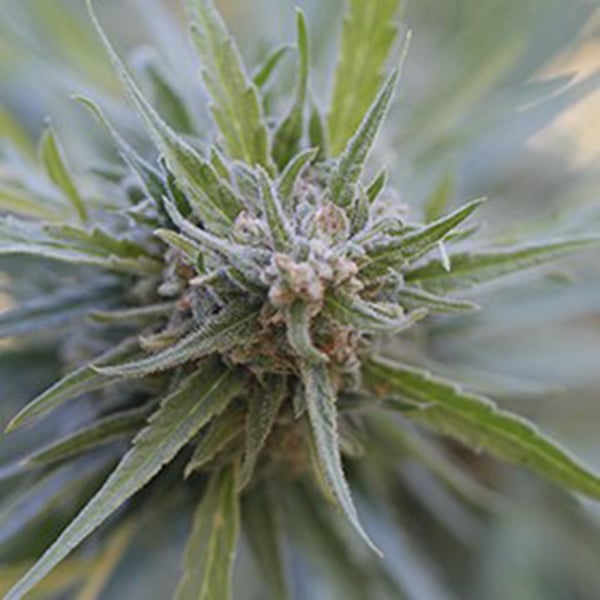 Semillas feminizadas Midnight Kush de G13 Labs para cultivo