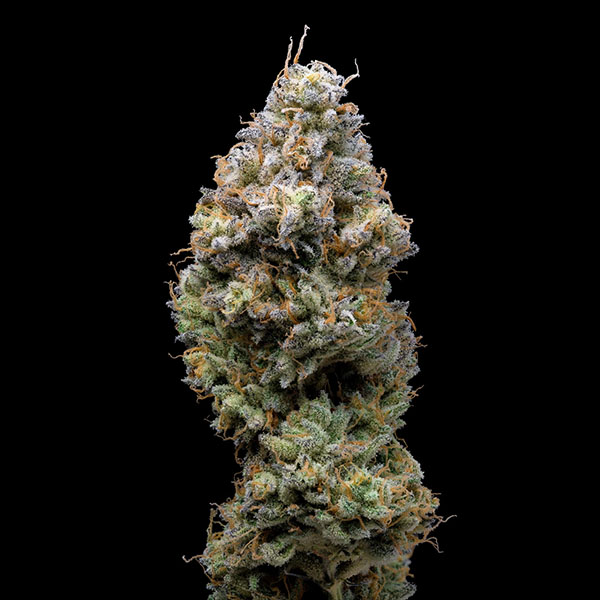 Semillas feminizadas Miklo 3U de Cookies Seed Bank para cultivo de cannabis