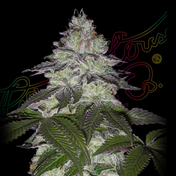 Semilla feminizada Milky Dreams de Green House para cultivo
