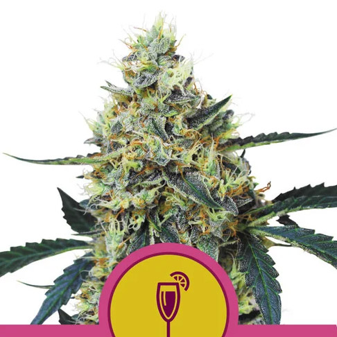 Semilla feminizada Mimosa 1 unidad Royal Queen para cultivo de cannabis