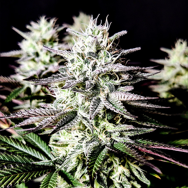 semillas feminizadas Mimosa de Pure Instinto para cultivo