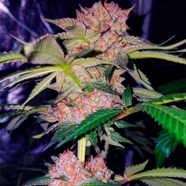 Cuatro semillas feminizadas Mimosa Champagne para cultivo