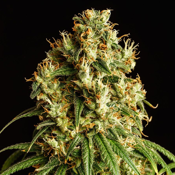 Semilla feminizada Mimosa Dream de Kannabia Seeds para cultivo de cannabis