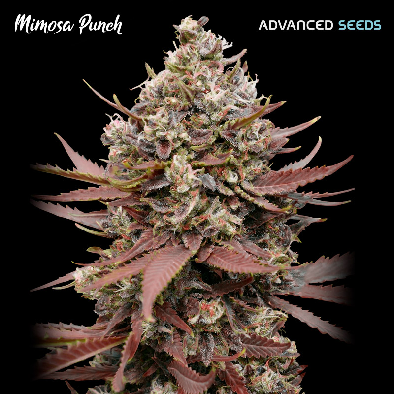 semilla feminizada Mimosa Punch de Advanced Seeds para cultivo