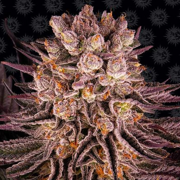 Semilla feminizada Mimosa x Orange Punch para cultivo