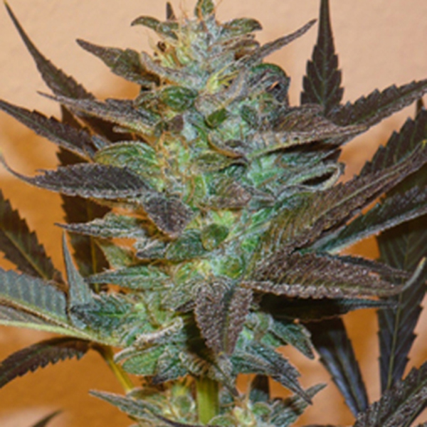 semillas feminizadas Mind Bender de K.C. Brains