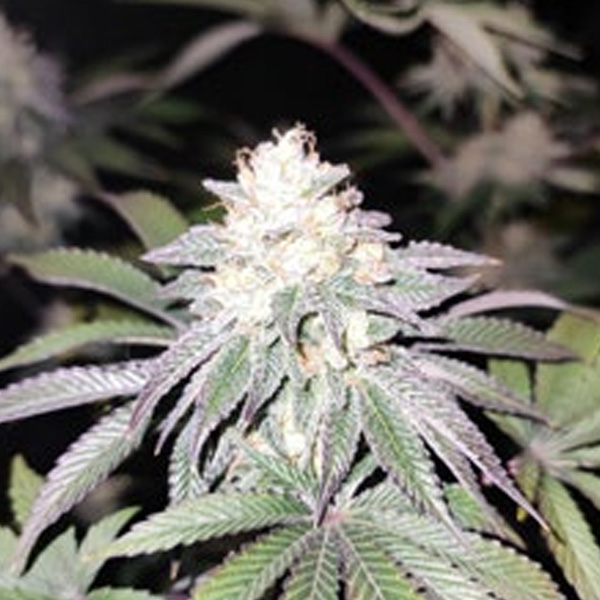 Semillas feminizadas Mind-Fulez 3 edición limitada Gratefull Seeds
