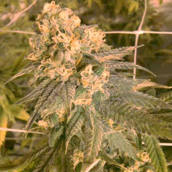 semillas feminizadas Mint Milano de The Cali Connection para cultivo