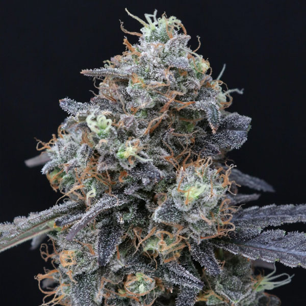 Semillas feminizadas Minty Grape Kush de Pure Instinto para cultivo