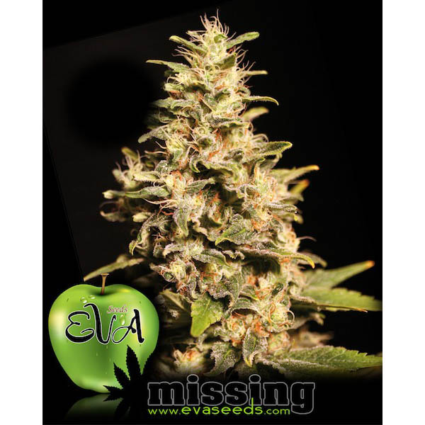 Semillas feminizadas Missing in Barcelona de Eva Seeds para cultivo