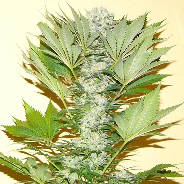 semillas regulares Misty Kush de Nirvana Seeds para cultivo